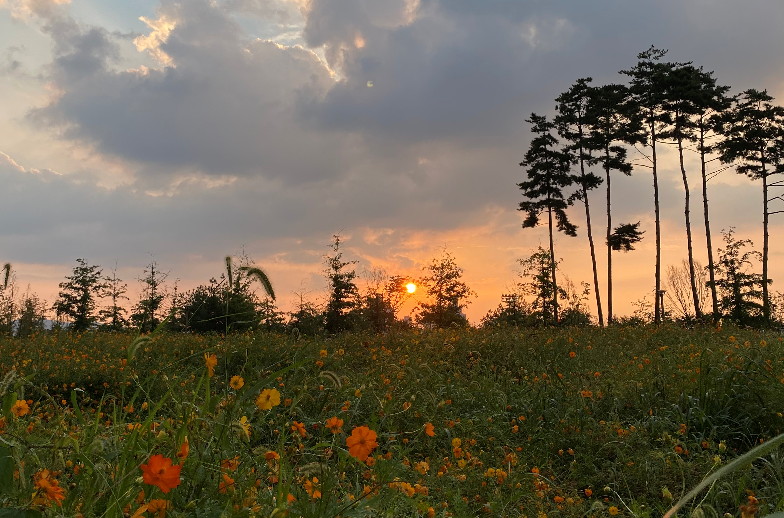 Collection of Sunsets in Sejong City